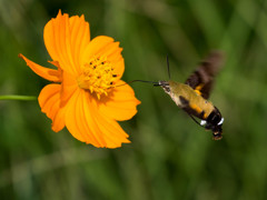 ｵｵｽｶｼﾊﾞ5