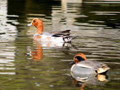 ﾋﾄﾞﾘｶﾞﾓとｺｶﾞﾓ