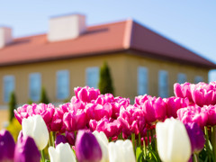 花菜ｶﾞｰﾃﾞﾝ3