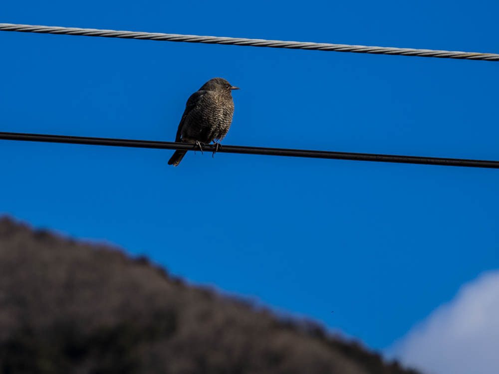 ｲｿﾋﾖﾄﾞﾘ6