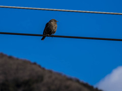 ｲｿﾋﾖﾄﾞﾘ6