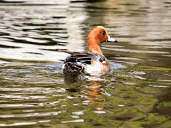 ﾋﾄﾞﾘｶﾞﾓ1