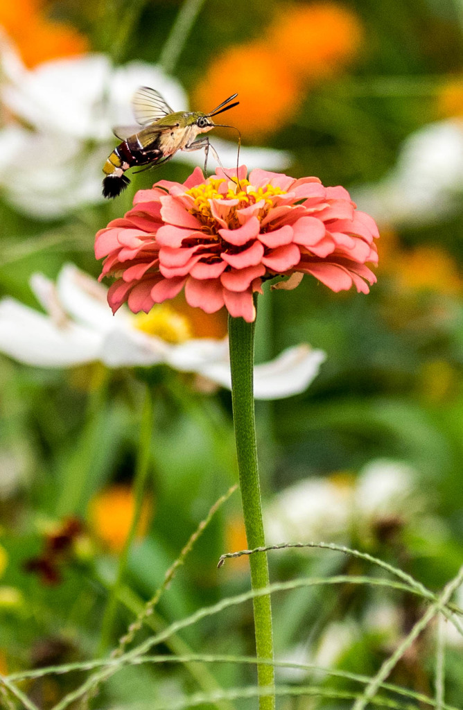 ｵｵｽｶｼﾊﾞ1