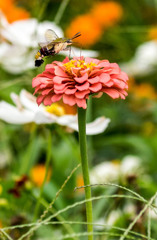 ｵｵｽｶｼﾊﾞ1