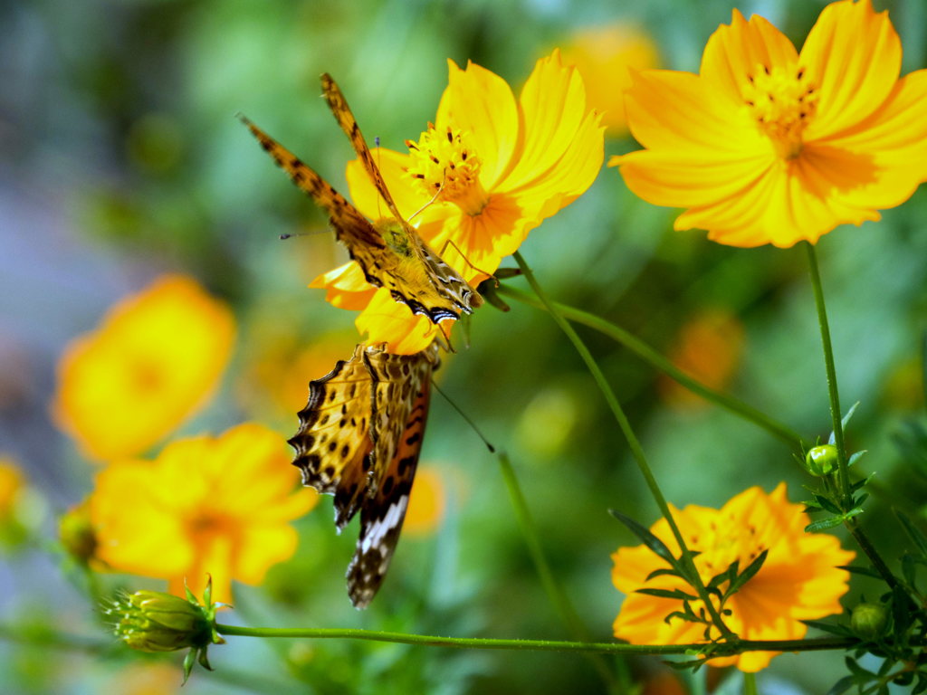 ﾂﾏｸﾞﾛﾋｮｳﾓﾝ　雌雄