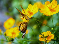 ﾂﾏｸﾞﾛﾋｮｳﾓﾝ　雌雄
