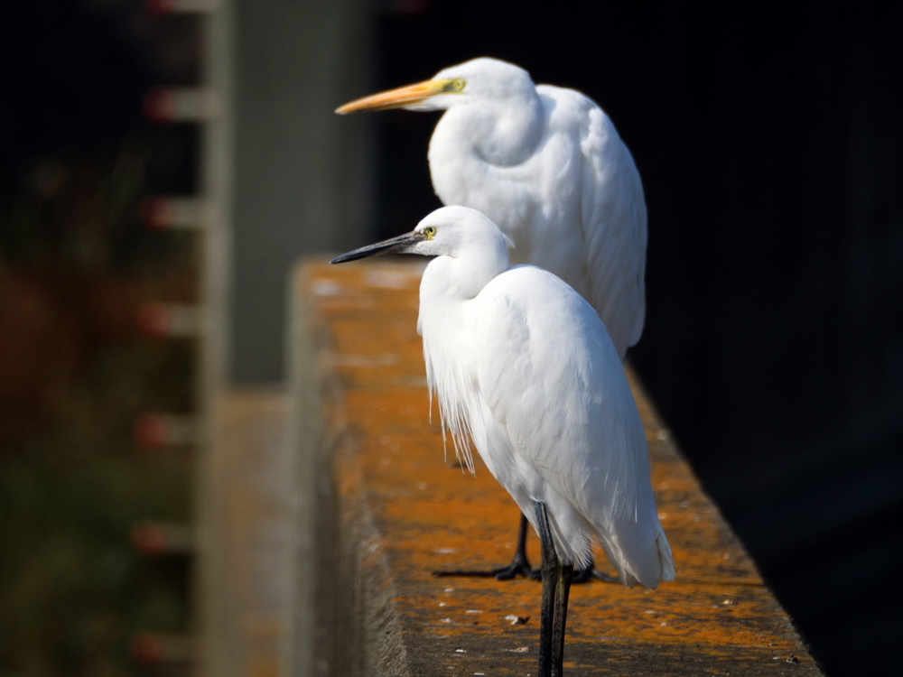 ﾀﾞｲｻｷﾞ01