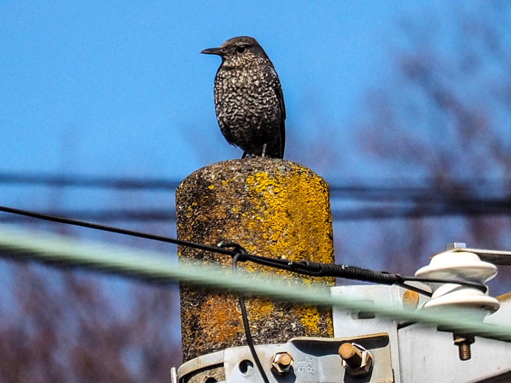 ｲｿﾋﾖﾄﾞﾘ