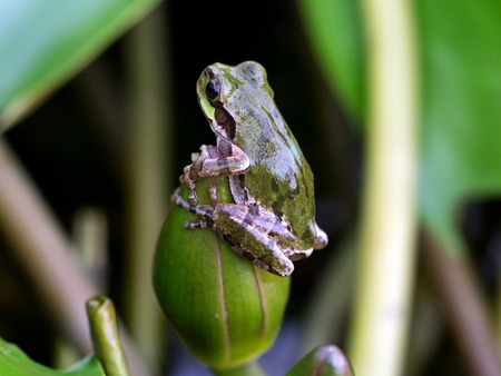 ｱﾏｶﾞｴﾙ16