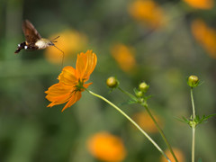 ｵｵｽｶｼﾊﾞ2