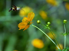 ｵｵｽｶｼﾊﾞ3