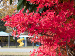 金目親水公園