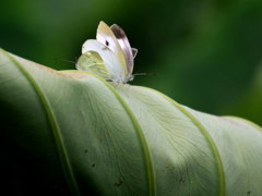 ﾓﾝｼﾛﾁｮｳ02