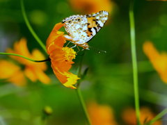 ﾂﾏｸﾞﾛﾋｮｳﾓﾝ　ﾒｽ