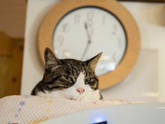 猫喫茶・ねこのみせ7