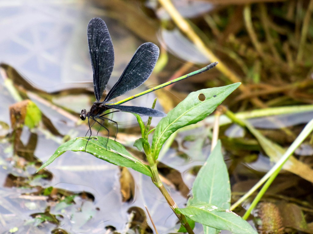 ﾊｸﾞﾛﾄﾝﾎﾞ