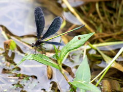 ﾊｸﾞﾛﾄﾝﾎﾞ