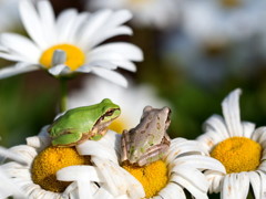 ﾊﾏｷﾞｸとｱﾏｶﾞｴﾙ