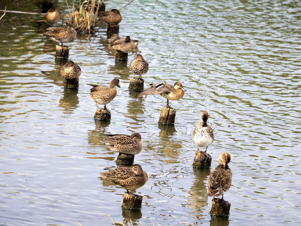 ｶﾙｶﾞﾓ　ｺｶﾞﾓ