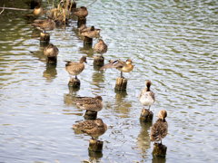ｶﾙｶﾞﾓ　ｺｶﾞﾓ