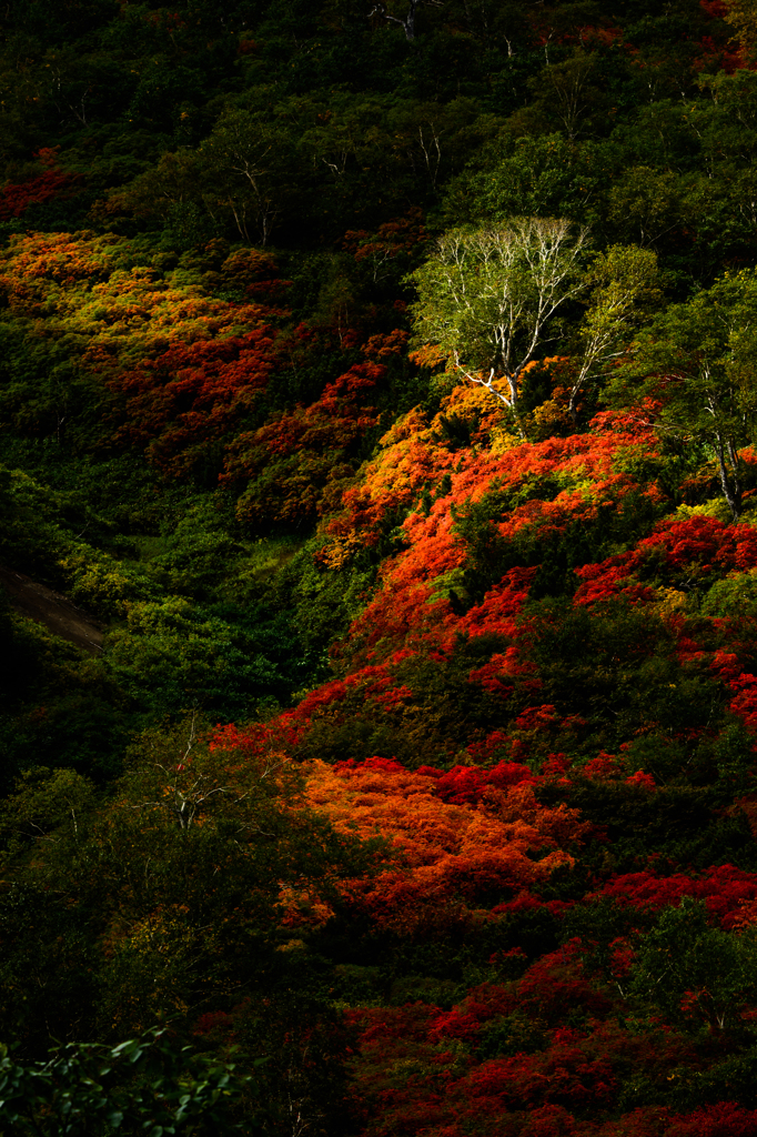 紅葉はじめ