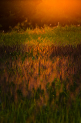 夕陽に焦げる