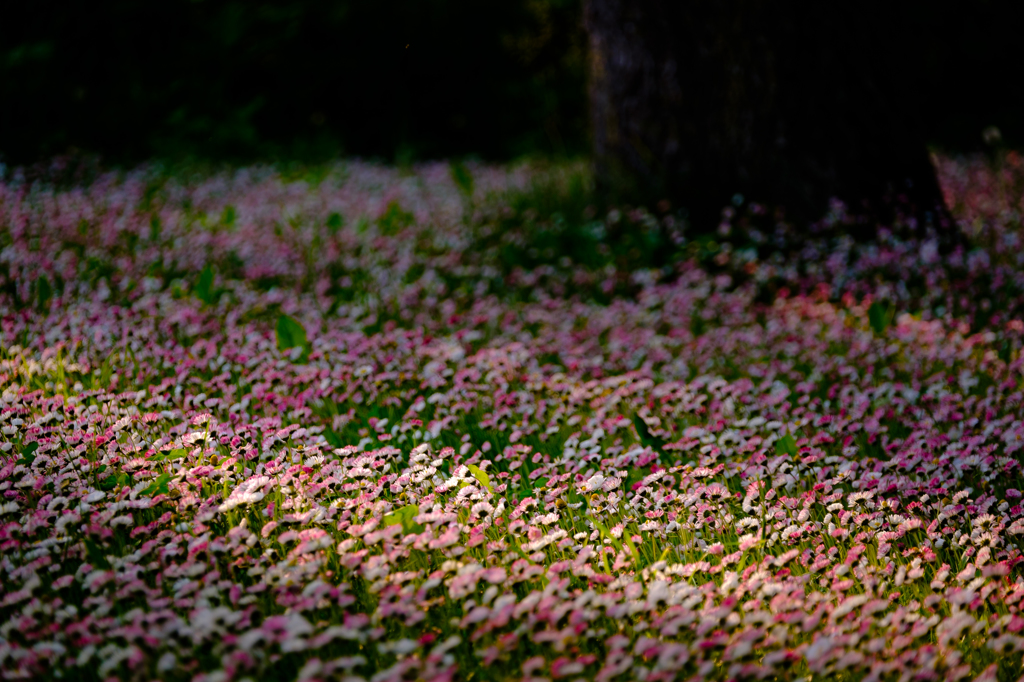 ミクロな花畑