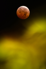 Red Moon with Yellow Leaves
