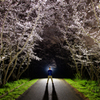 夜桜セルフィー