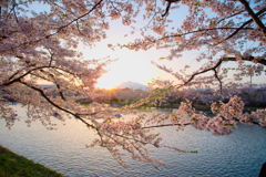 弘前城桜まつり4