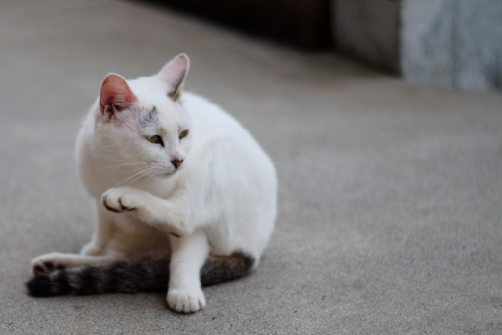 尻尾だけアメショーな野良猫2