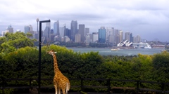 キリン@Taronga Zoo