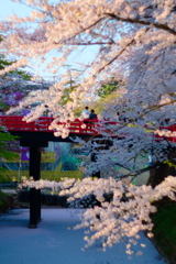 弘前城桜まつり2