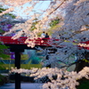 弘前城桜まつり2