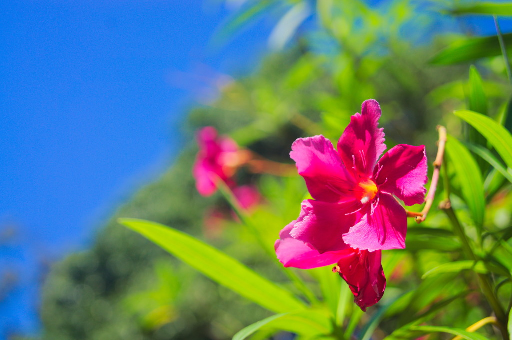 Pink Flower