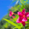 Pink Flower