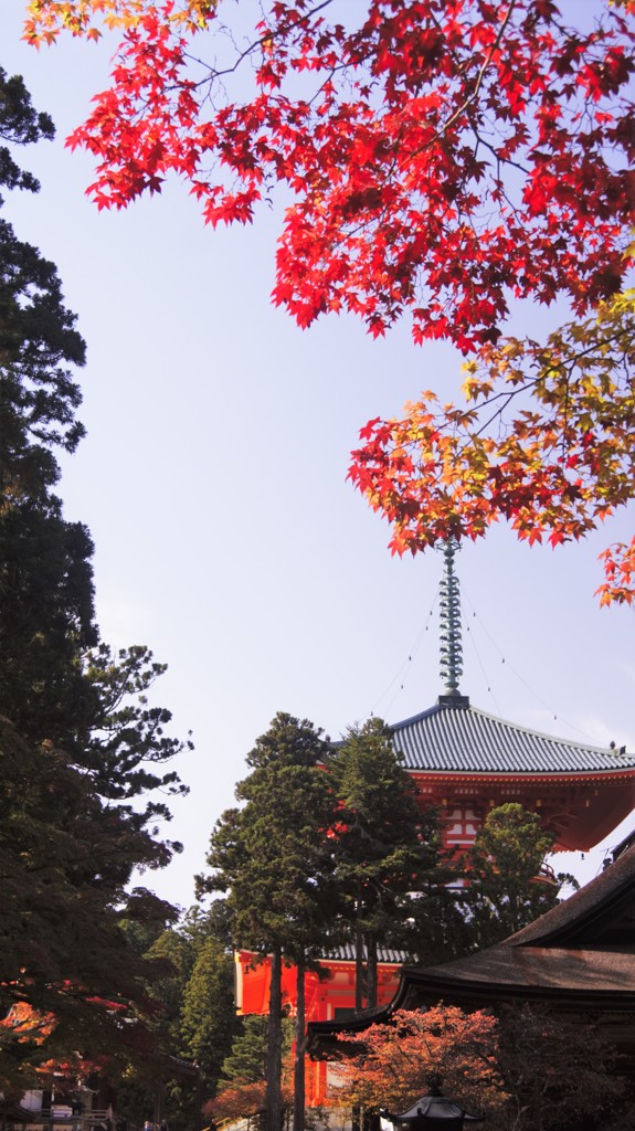 高野山　紅葉