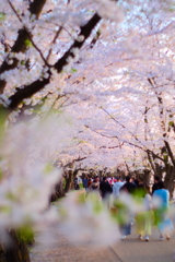 弘前城桜まつり3