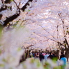 弘前城桜まつり3