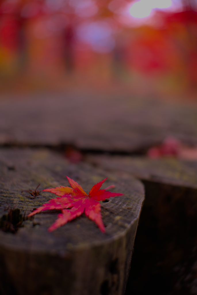 紅葉2