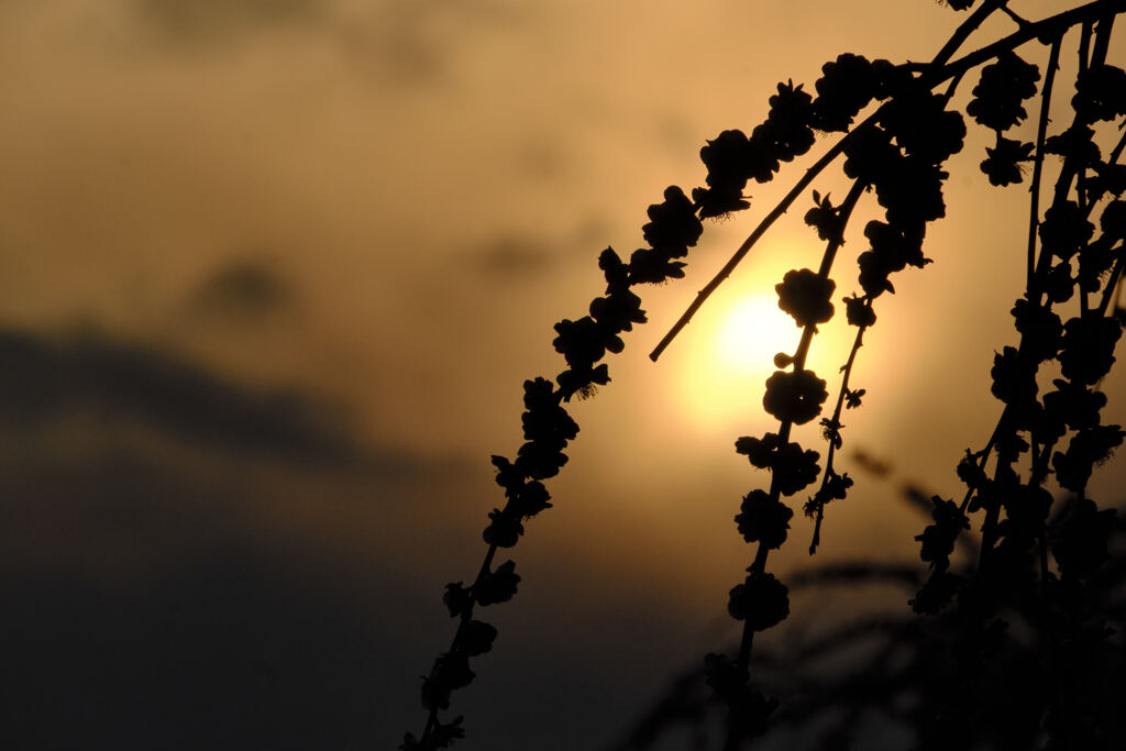 惜春の夕べ