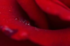 深紅の淵