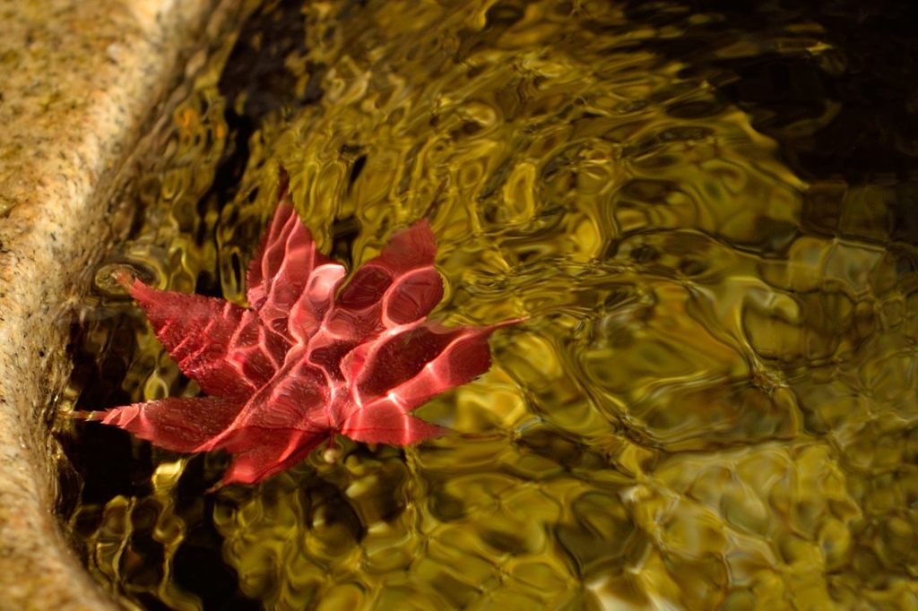 揺れる心　～一枚の紅葉～