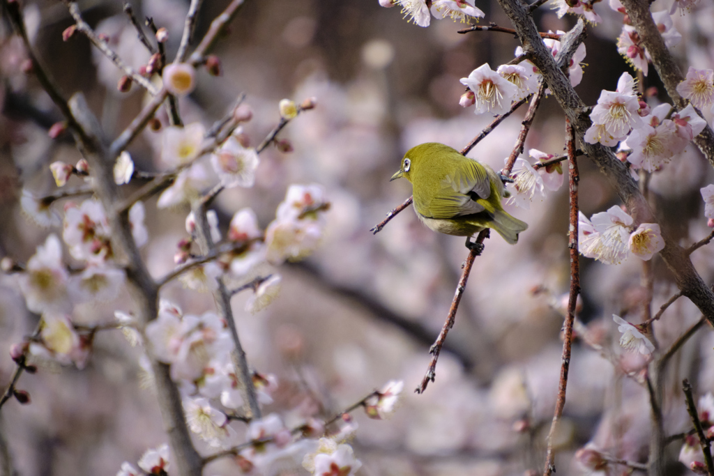 春鳥参上