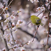 春鳥参上