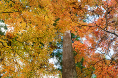 見上げれば、秋