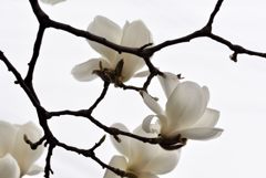 Spring Cloudy