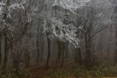霧氷の森