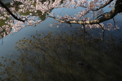 それじゃぁ、私が花見しましょう