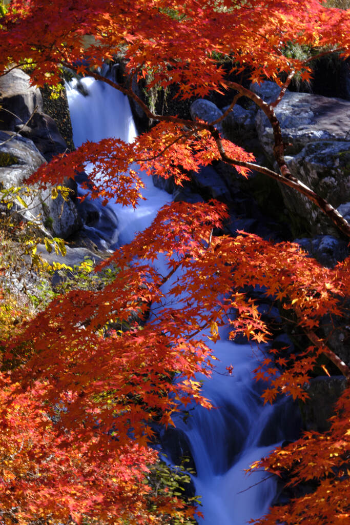 紅白の艶